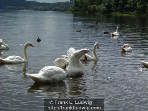 Swans